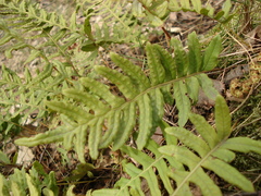Polypodium vulgare