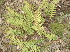 Polypodium vulgare