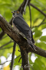 Hierococcyx nisicolor