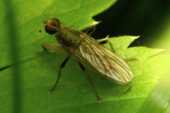 Norellisoma armipes
