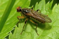 Norellisoma armipes