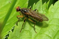 Norellisoma armipes
