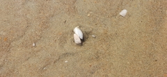 Mollusca