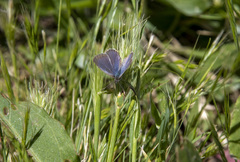 Zizina otis labradus