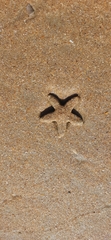Asteroidea