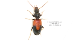 Cymindis daimio