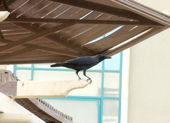 Corvus splendens