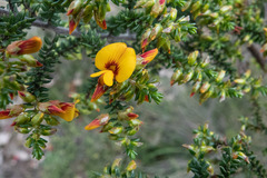 Pultenaea graveolens