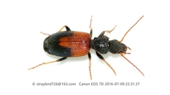 Cymindis daimio