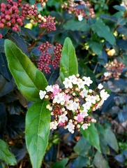 Viburnum tinus