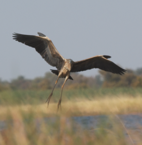Purple Heron