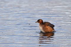 Tachybaptus ruficollis