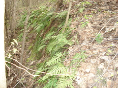 Polypodium vulgare