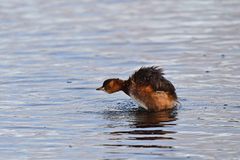 Tachybaptus ruficollis