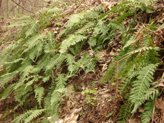 Polypodium vulgare
