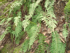 Polypodium vulgare