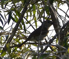 Telophorus olivaceus