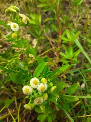 Plagiocheilus tanacetoides