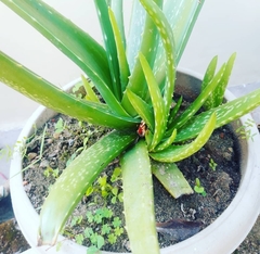 Aloe vera