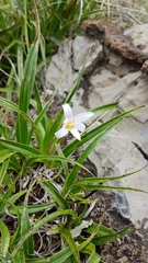 Xerophyta adendorffii