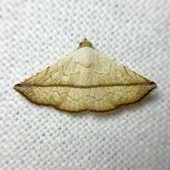 Eublemma perversicolor