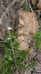 Xerophyta adendorffii