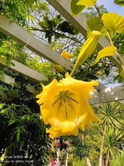 Solandra longiflora