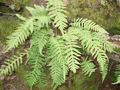 Polypodium vulgare