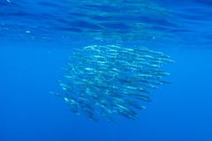 Sardinops sagax