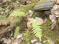 Polypodium vulgare