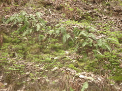 Polypodium vulgare