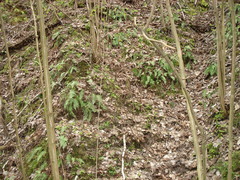 Polypodium vulgare