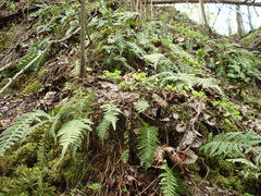 Polypodium vulgare