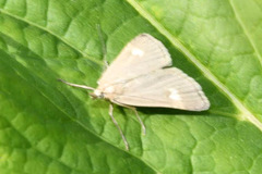 Udea alpinalis