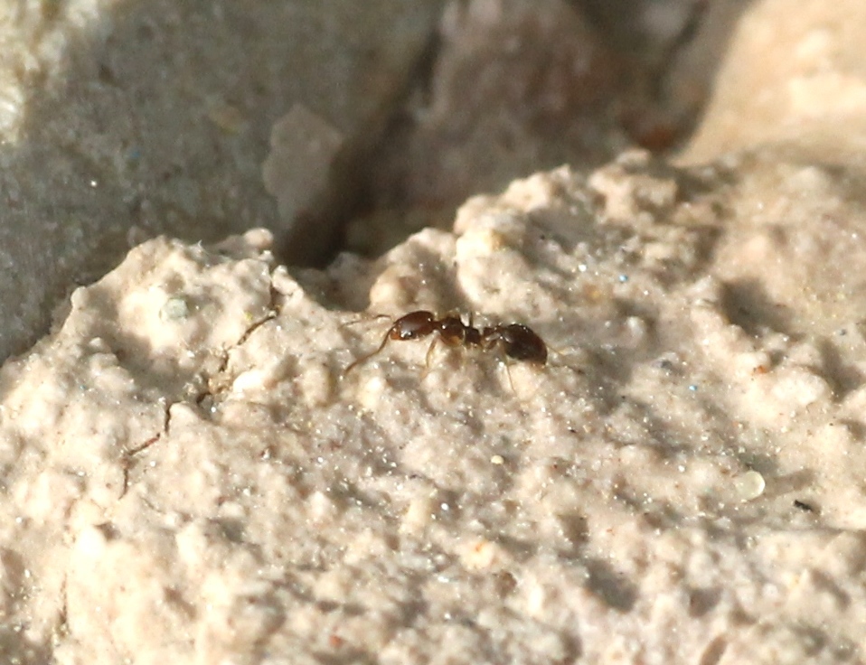 Trichomyrmex mayri