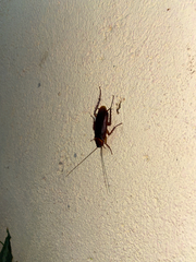 Periplaneta americana