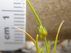 Juncus bufonius