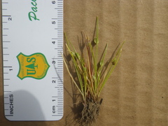 Juncus bufonius