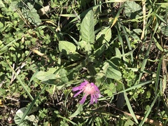 Centaurea pullata