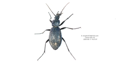 Carabus crassesculptus