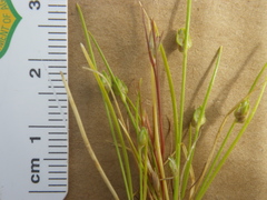 Juncus bufonius