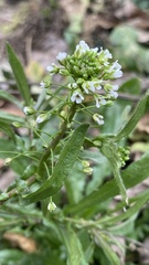 Capsella bursa-pastoris