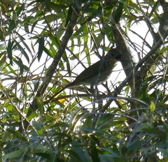 Telophorus olivaceus