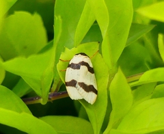 Padenia transversa