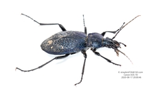 Carabus crassesculptus
