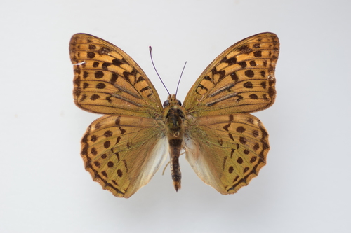Argynnis pandora