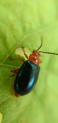 Galerucinae