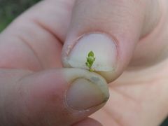 Lysimachia minima