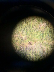 Lissolepis coventryi