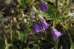 Campanula komarovii